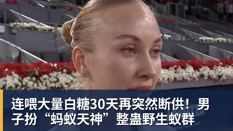 连喂大量白糖30天再突然断供！男子扮“蚂蚁天神”整蛊野生蚁群